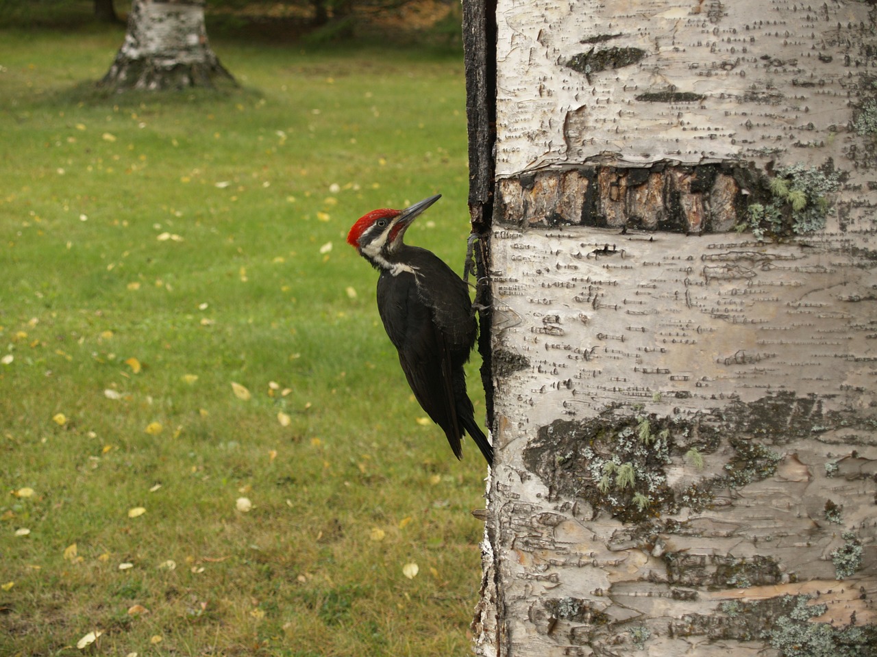 woodpecker bird picking free photo