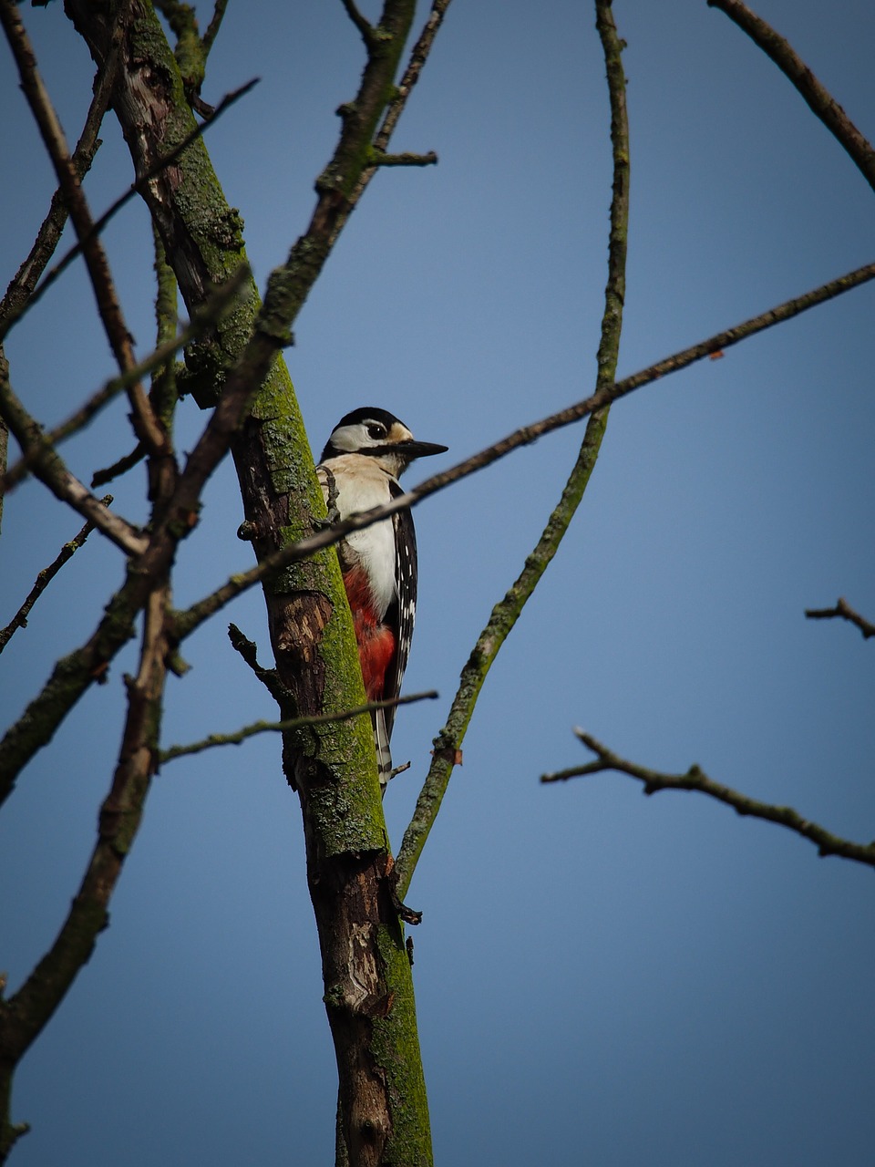 woodpecker tree bird free photo