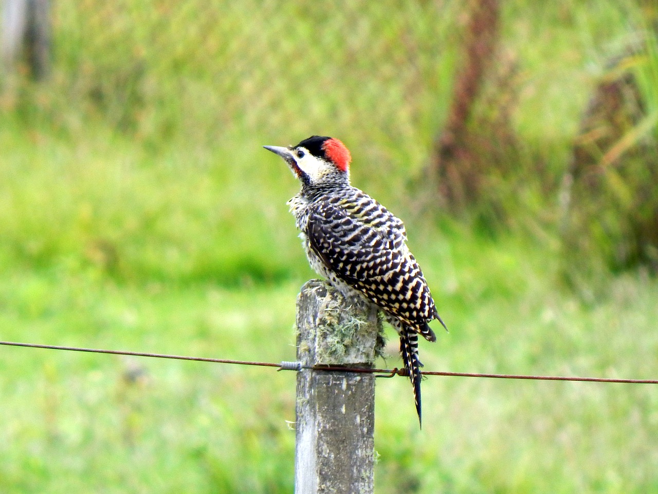 woodpecker piratini rio grande do sul free photo