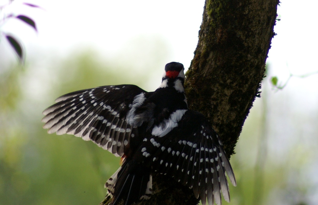 woodpecker bird colorful free photo