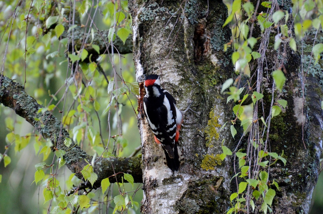 woodpecker bird colorful free photo