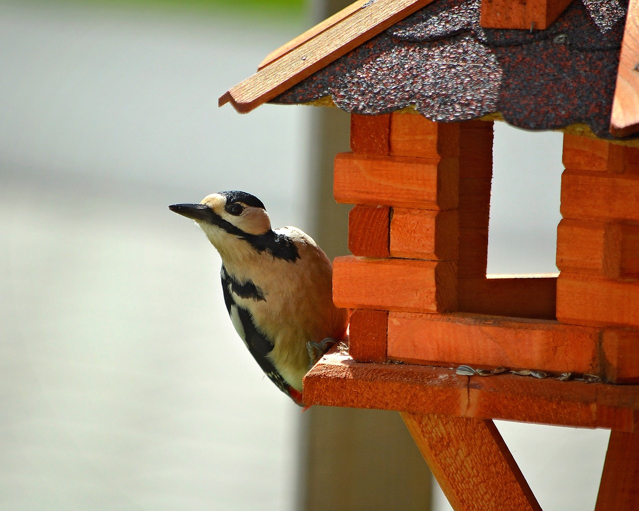 woodpecker bird animal free photo