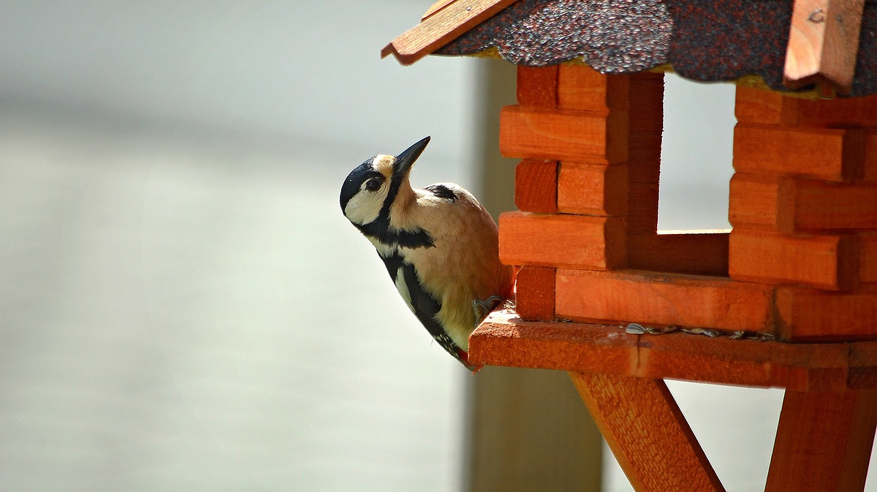 woodpecker bird animal free photo