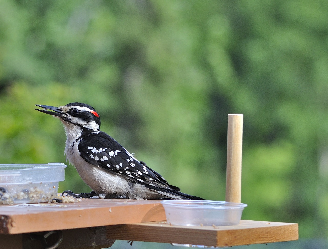 woodpecker bird avian free photo