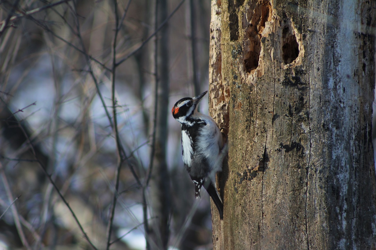 woodpecker tree bird free photo