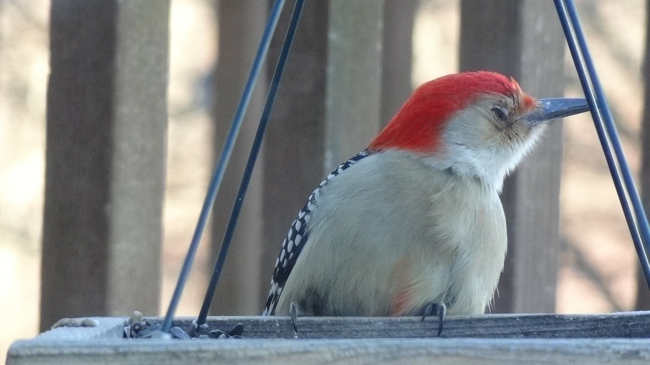 woodpecker nature bird feeder free photo