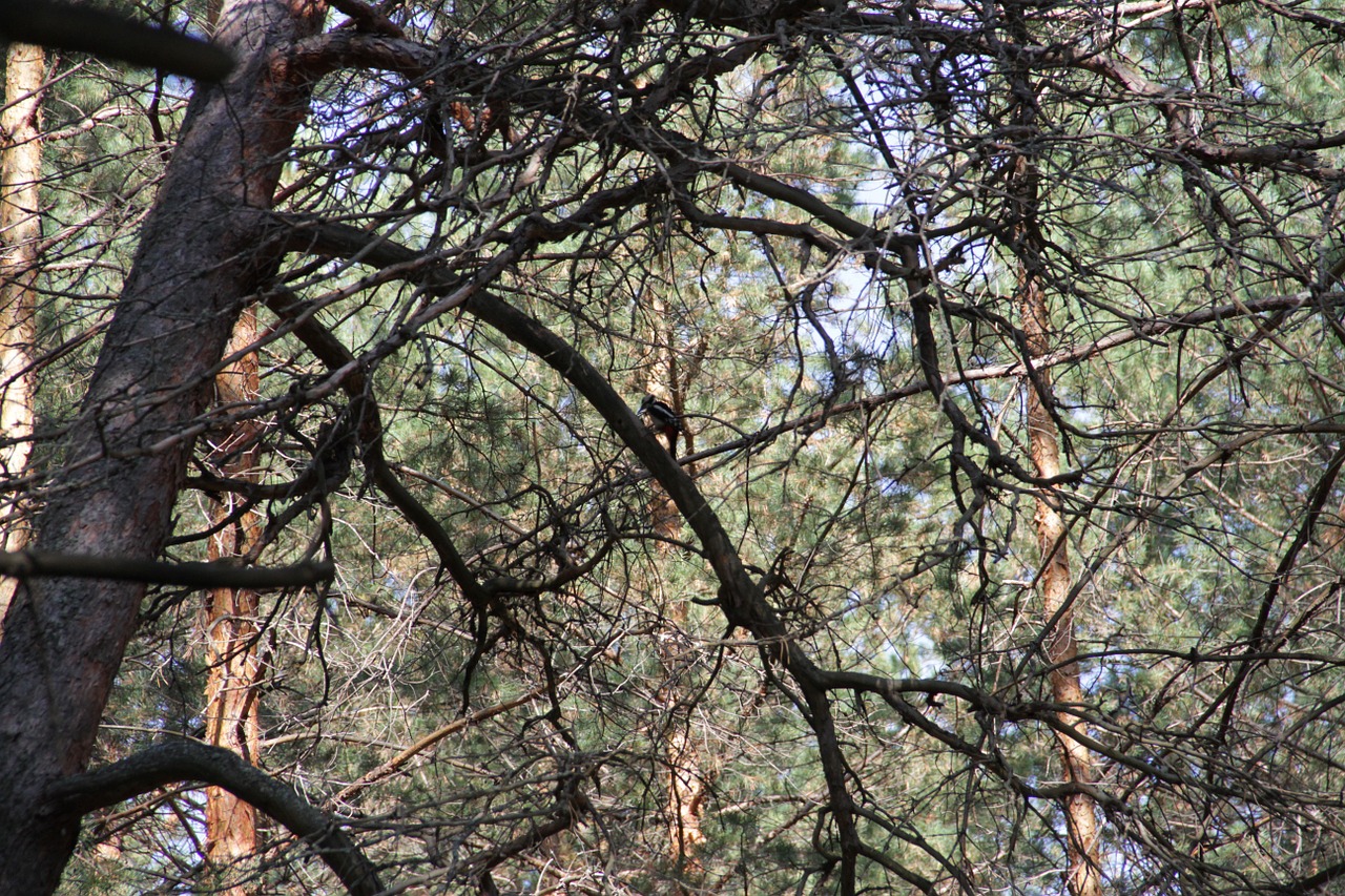 woodpecker bird needles free photo