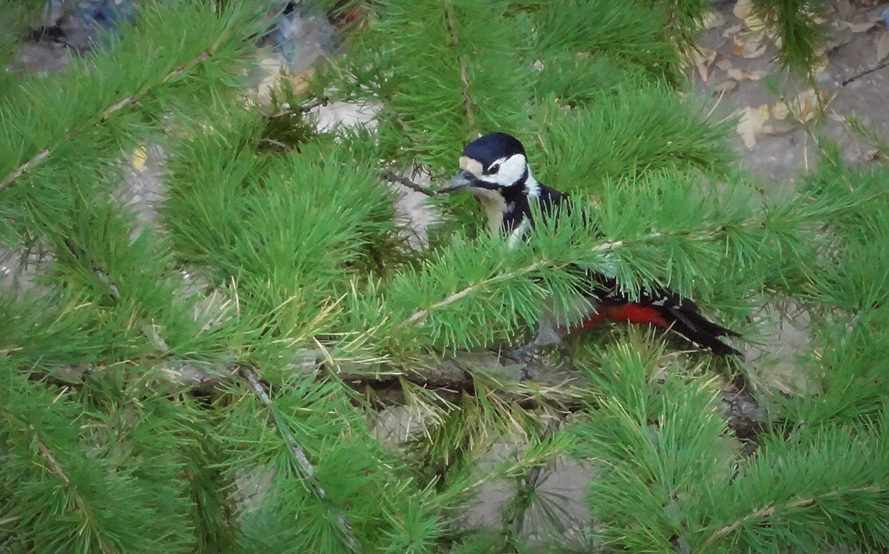 woodpecker tree pine free photo