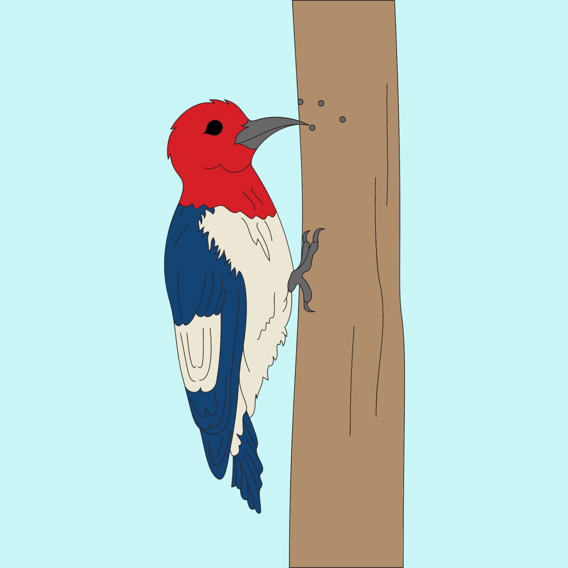 woodpecker bird illustration free photo