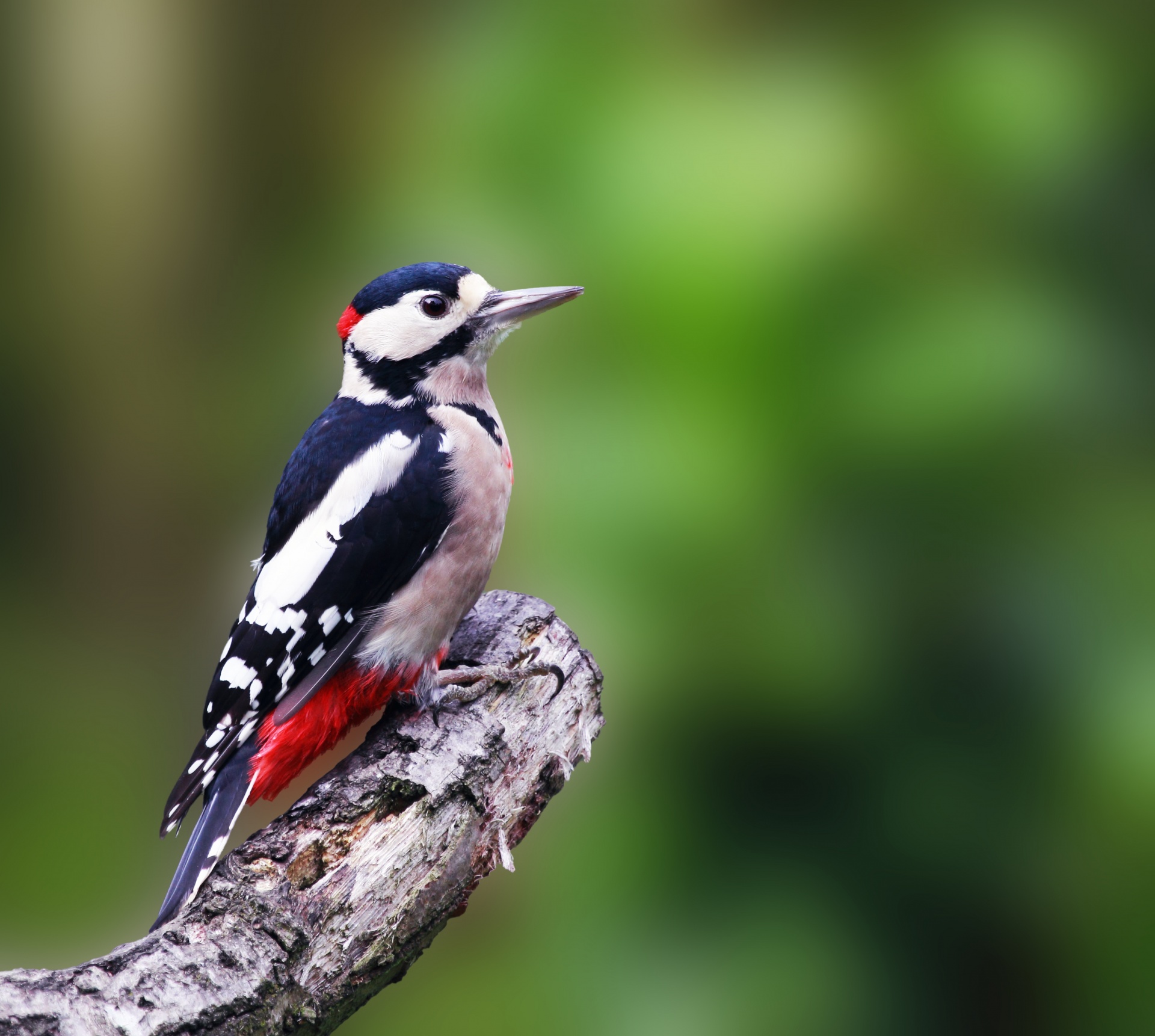 woodpecker bird great free photo
