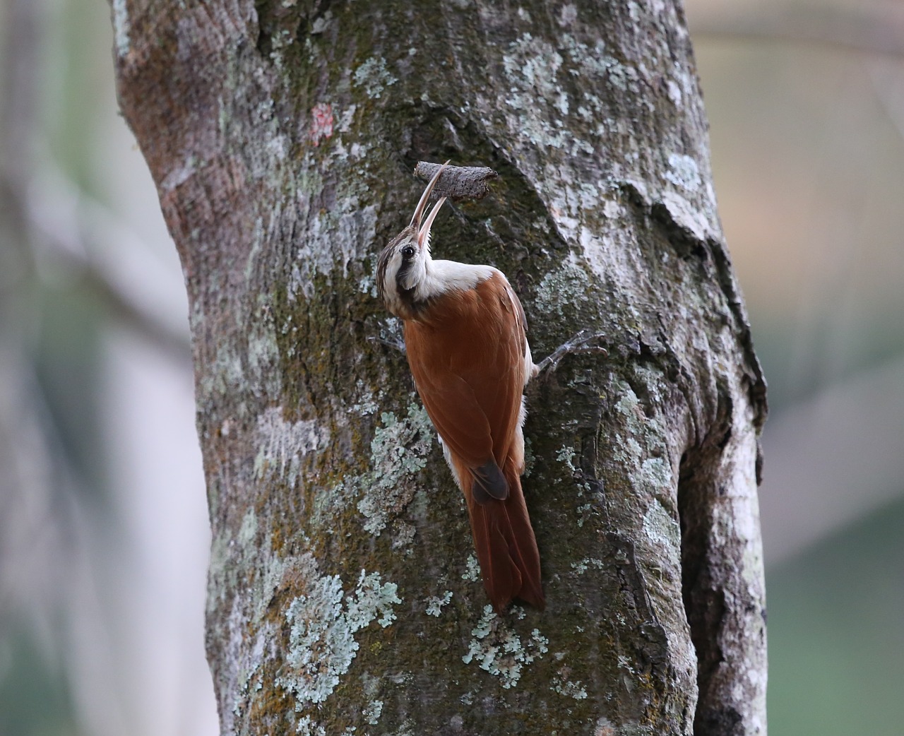 woodpecker brown bird going up free photo