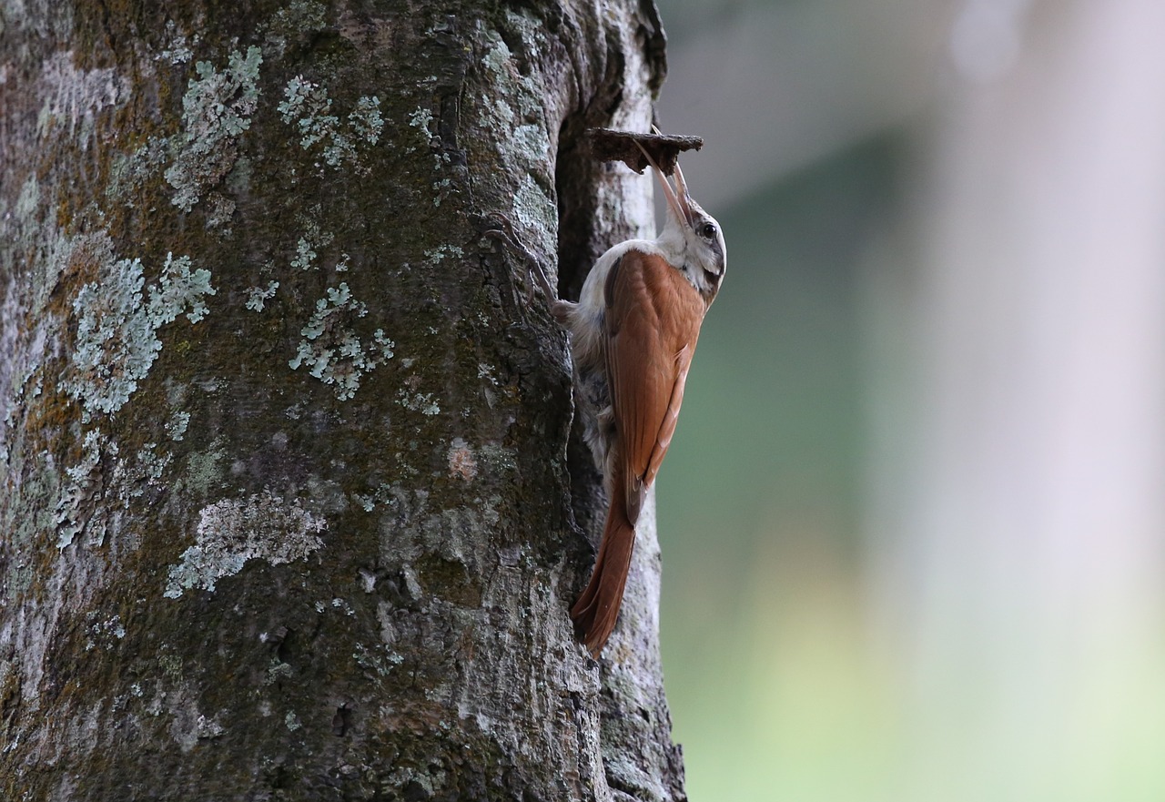 woodpecker brown bird going up free photo