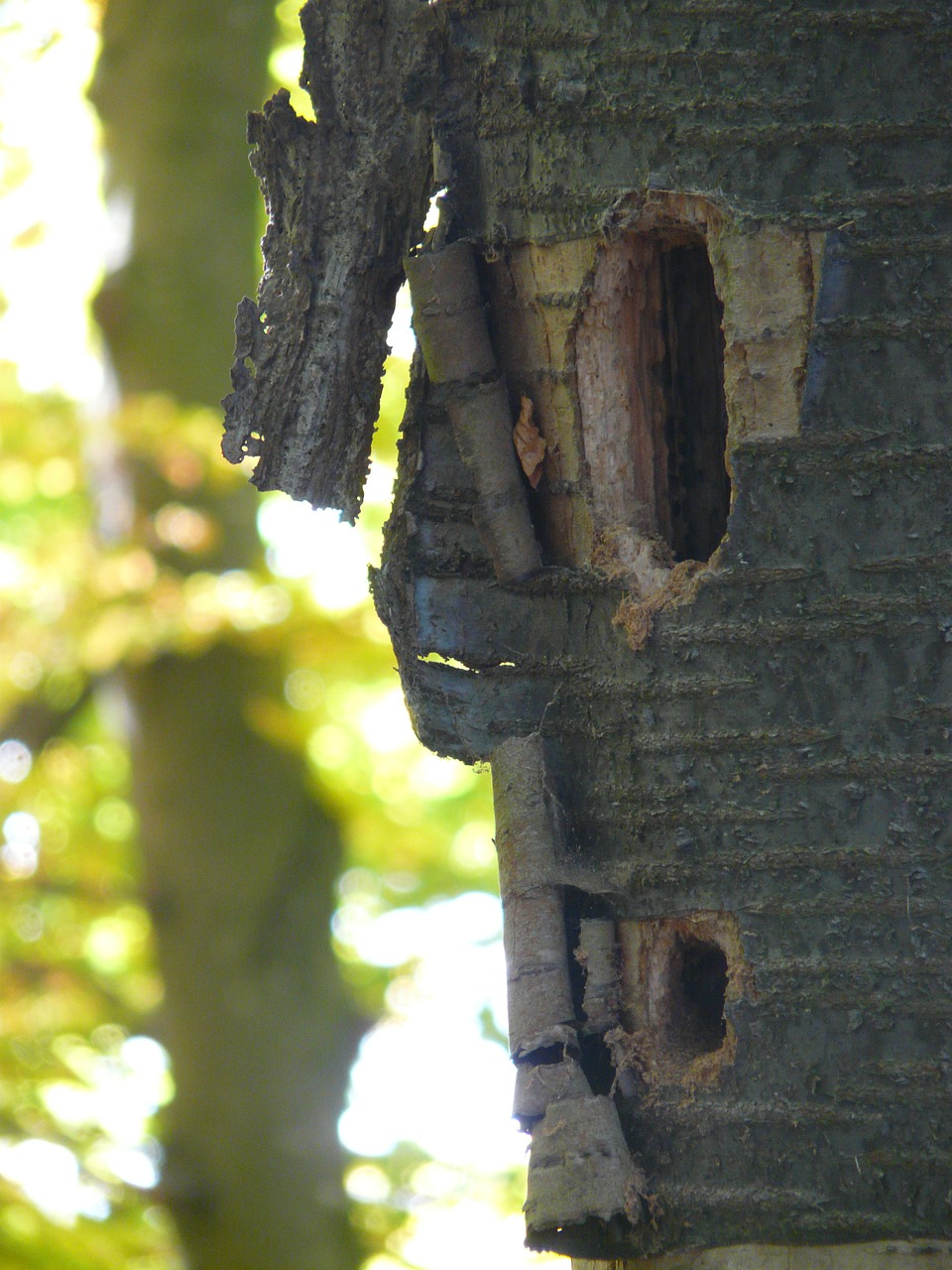 woodpecker cave nest cavity nest free photo
