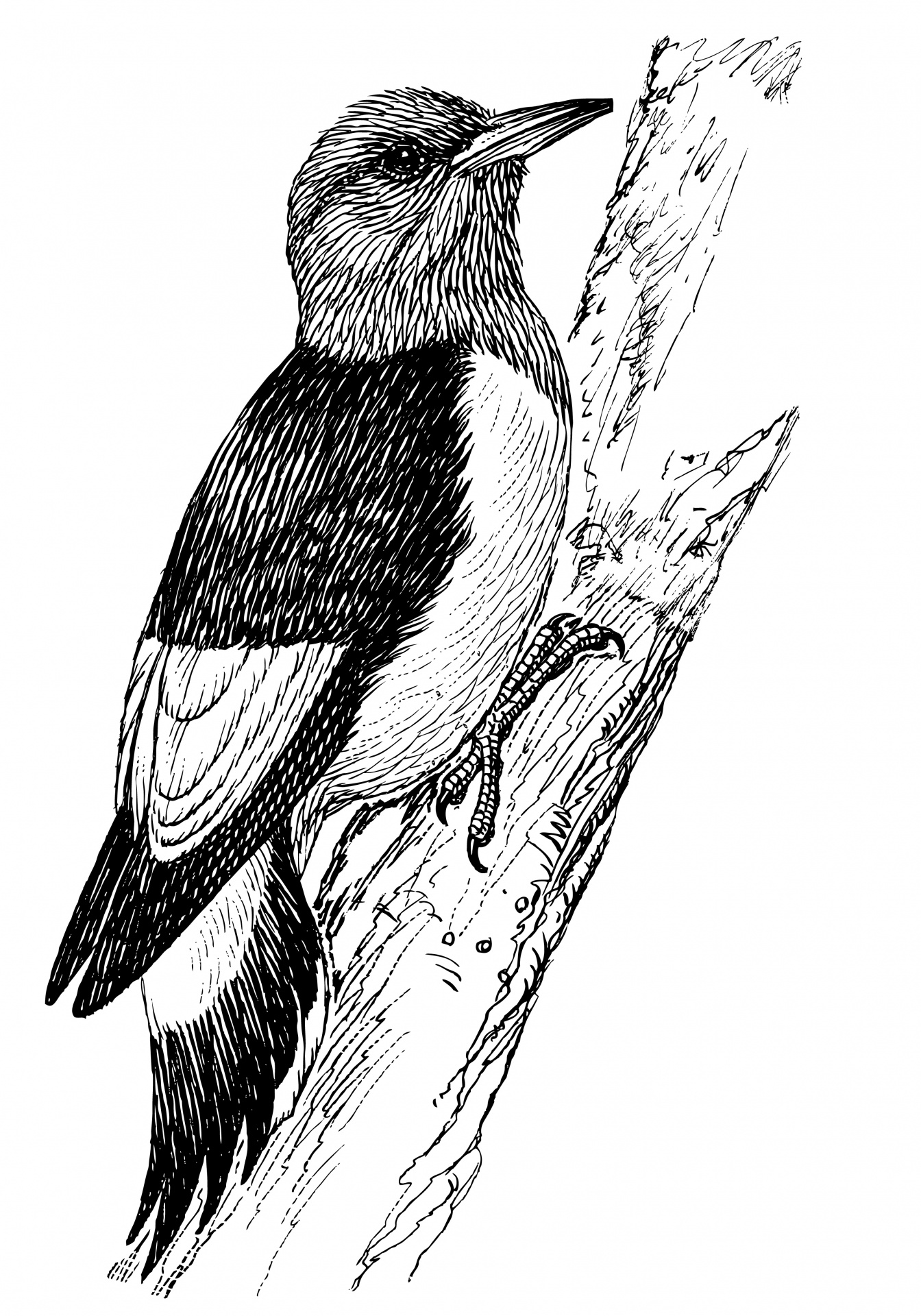 woodpecker bird line art free photo