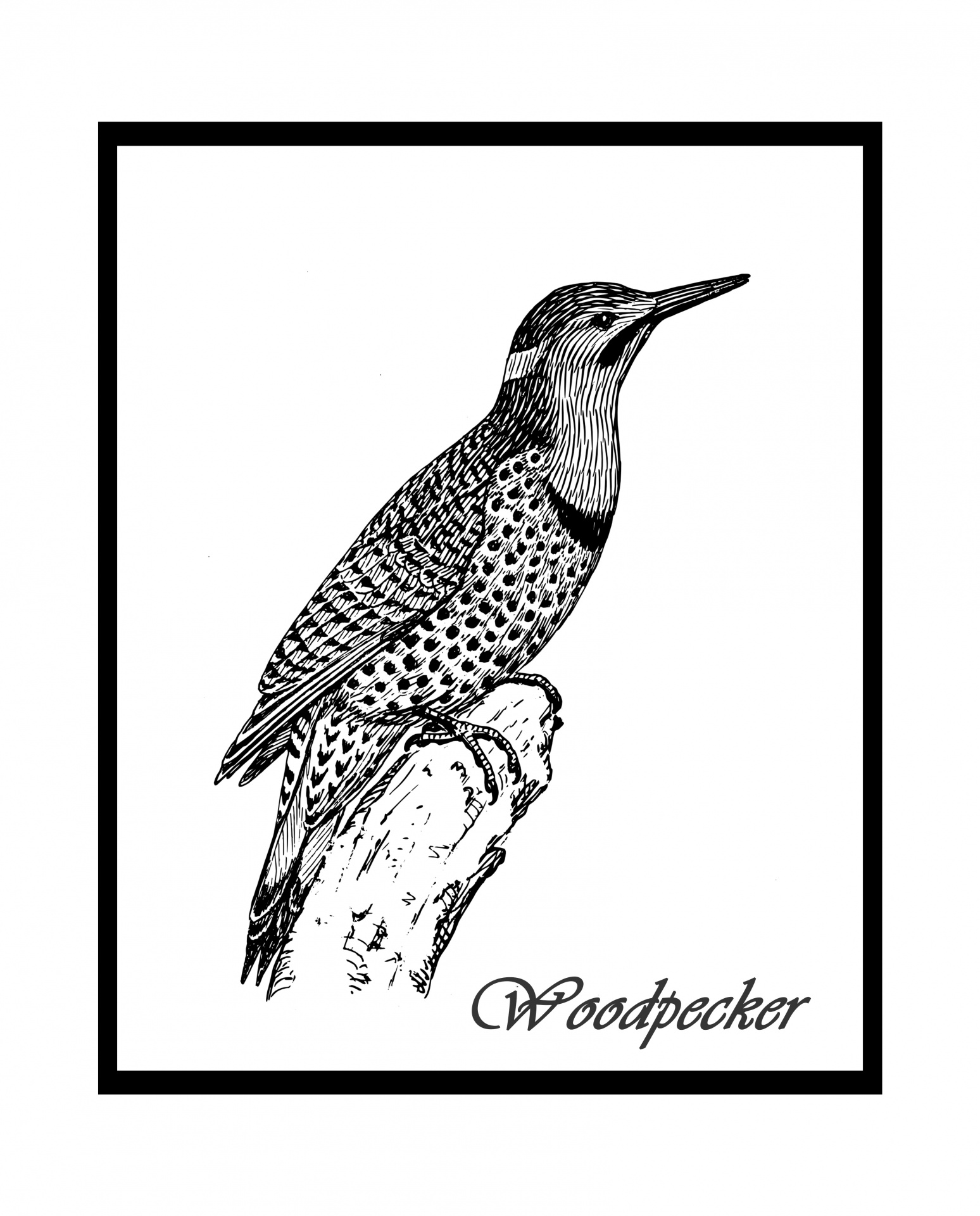 edit-free-photo-of-woodpecker-bird-illustration-black-white-needpix