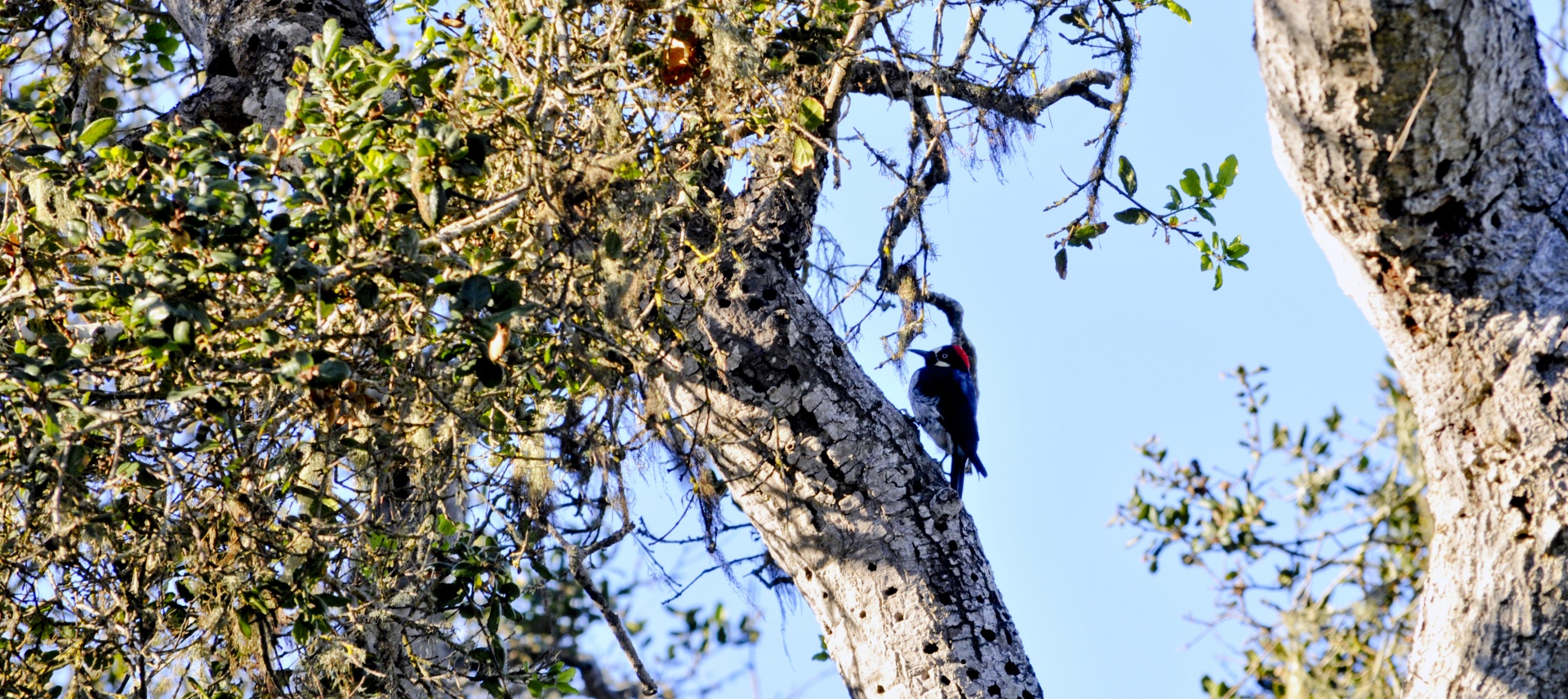 woodpecker bird birds free photo