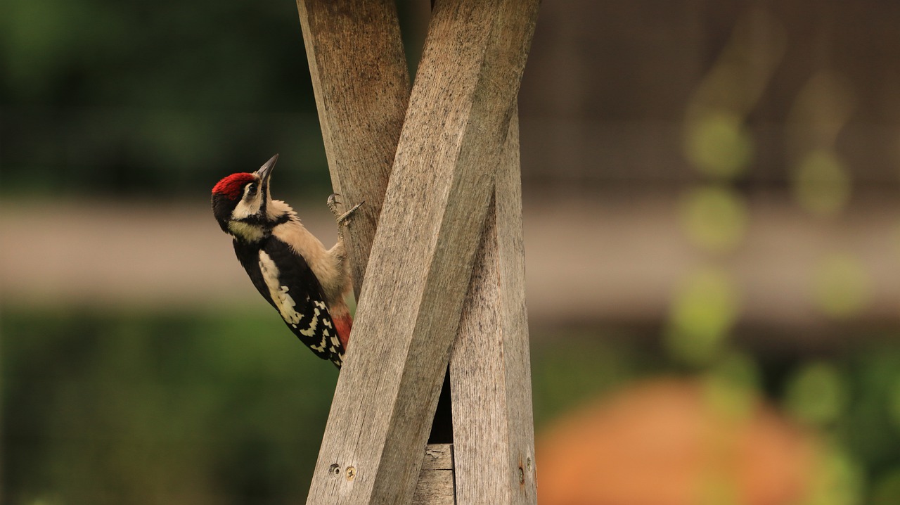 woodpeckers  bird  nature free photo