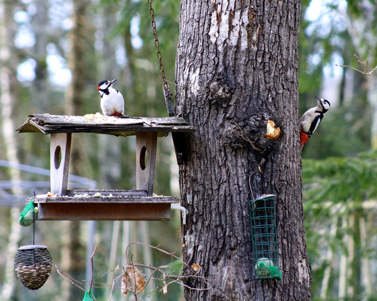 woodpeckers woodpeckers feeding pair of woodpeckers on tree feeder free photo