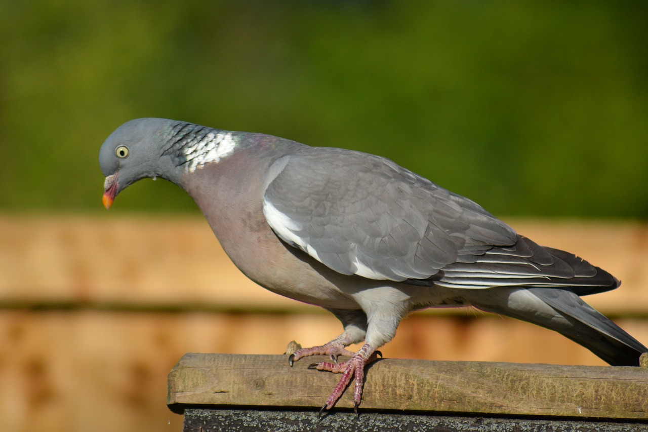 woodpigeon pigeon side view free photo