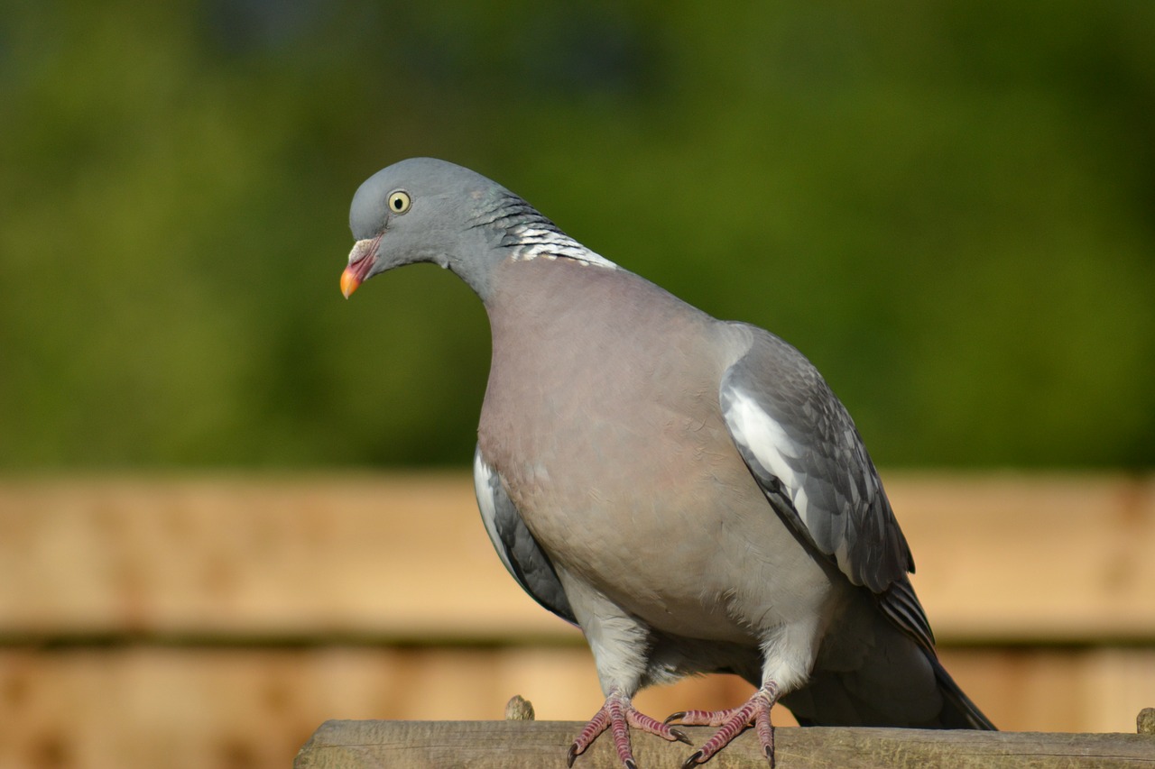 woodpigeon pigeon side-forward view free photo