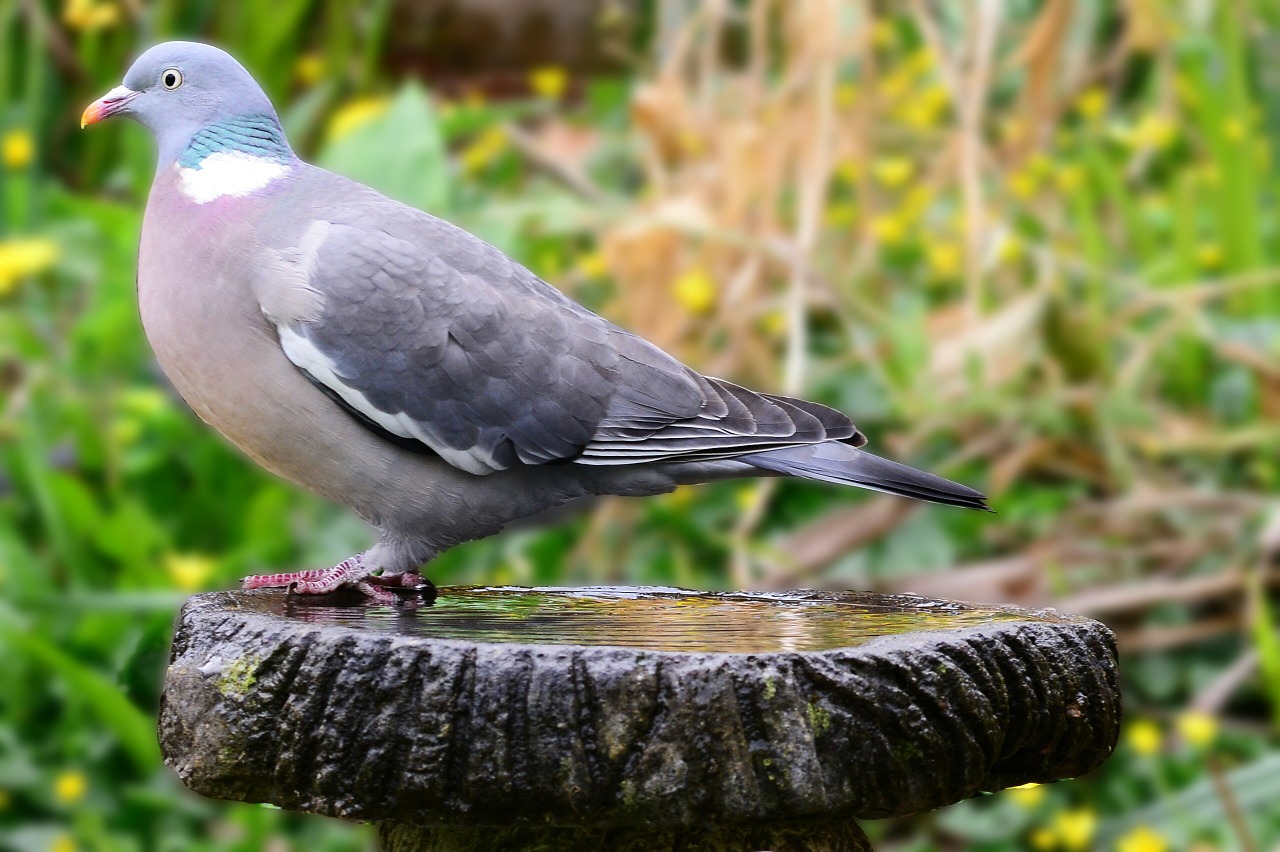 woodpigeon pigeon side-forward view free photo
