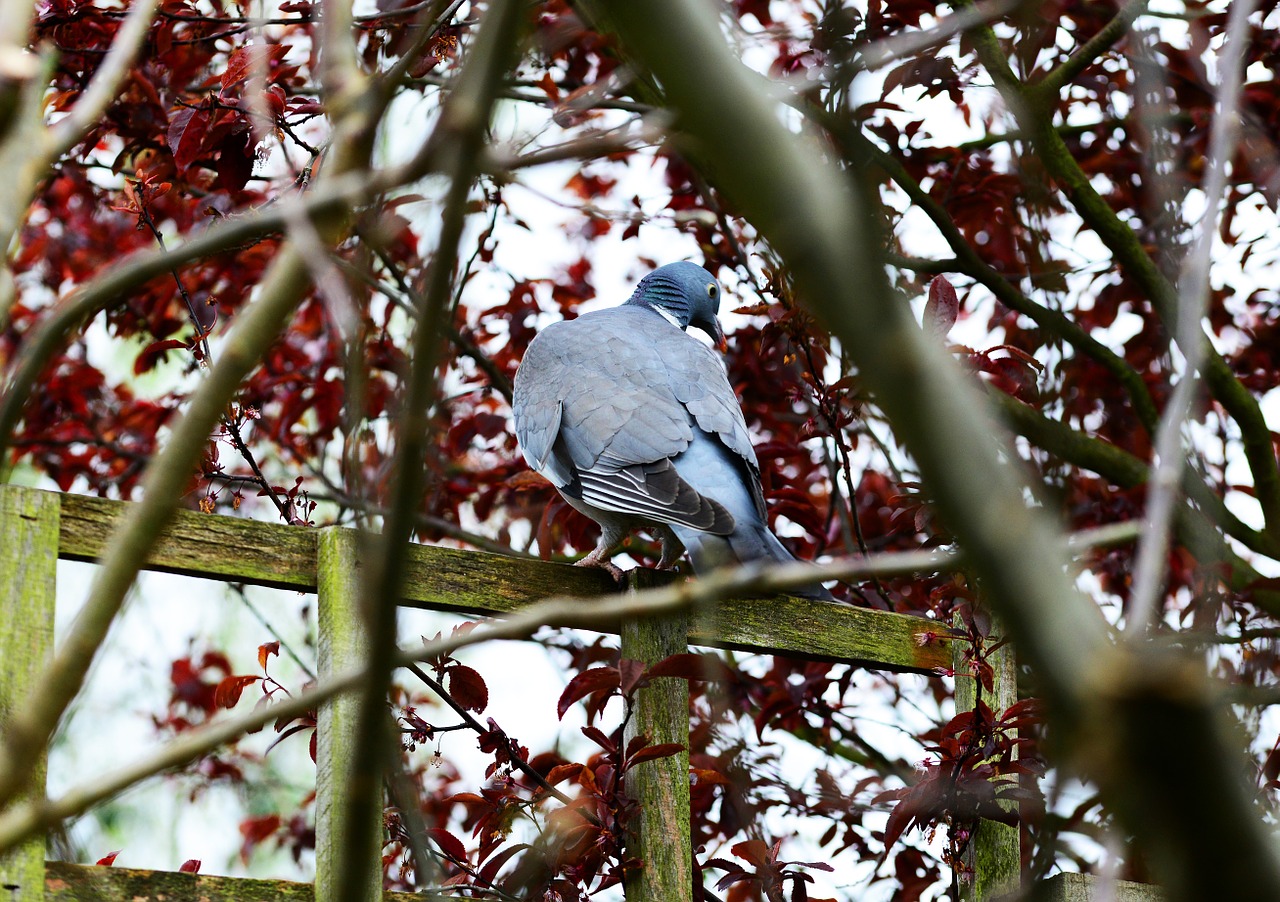 woodpigeon pigeon perched free photo