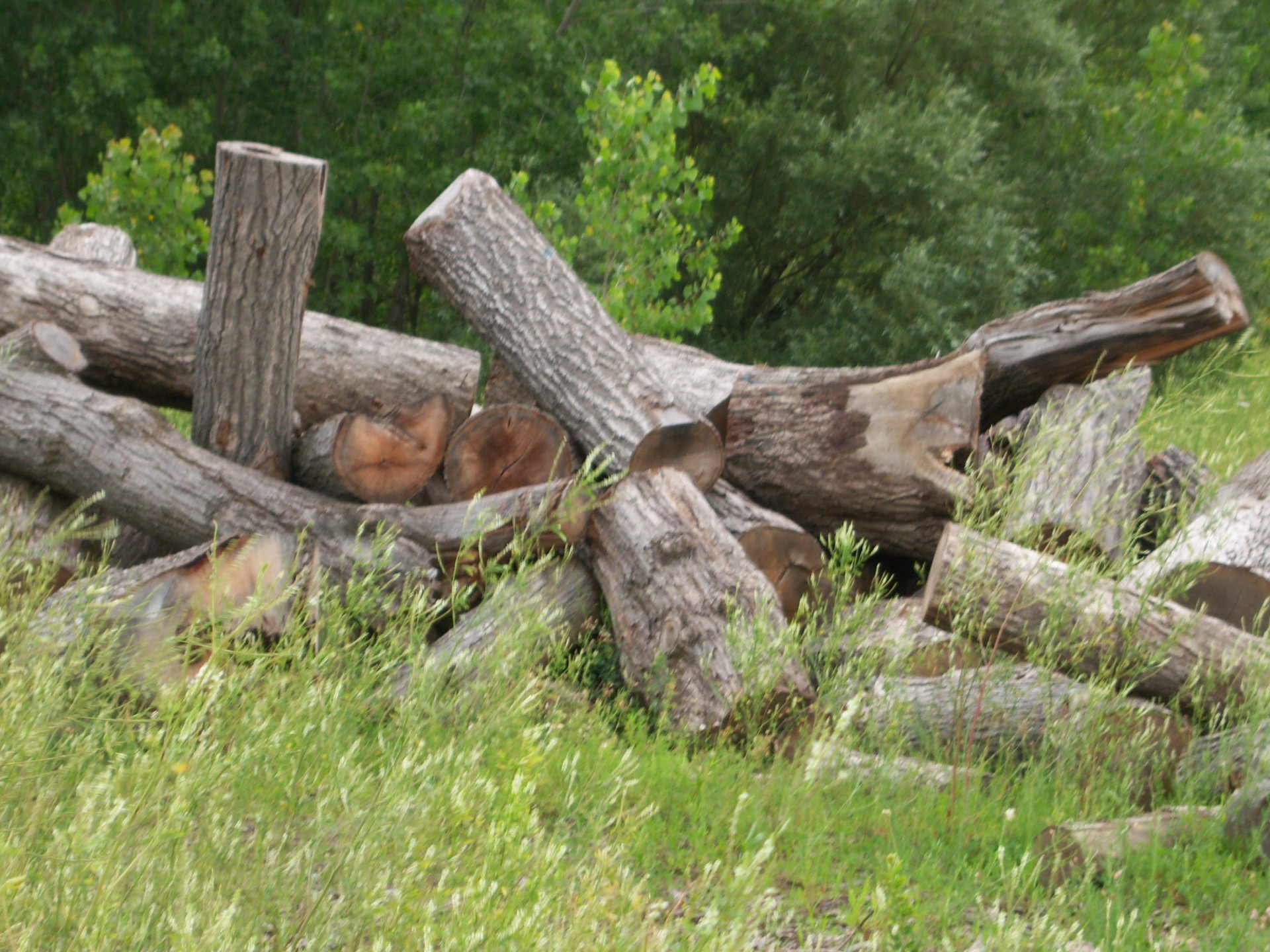 logs pile wood free photo