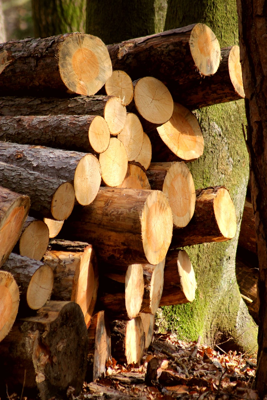 woodpile logging wood-cutting free photo