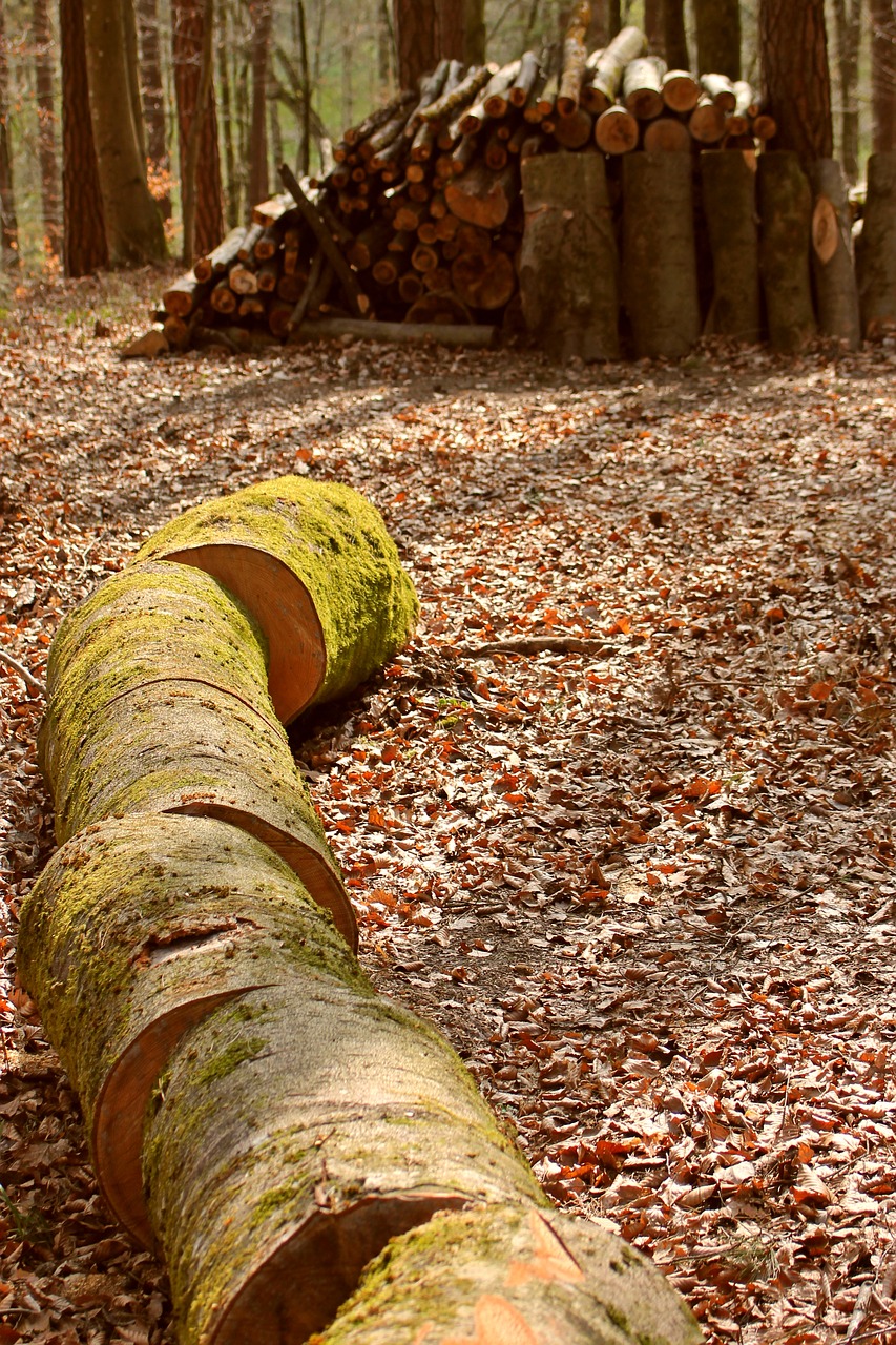 woodpile logging wood-cutting free photo