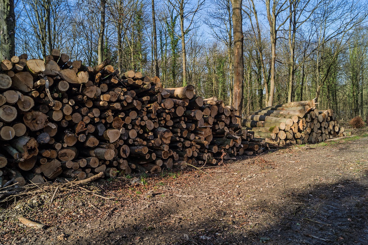 woodpile logs timber free photo