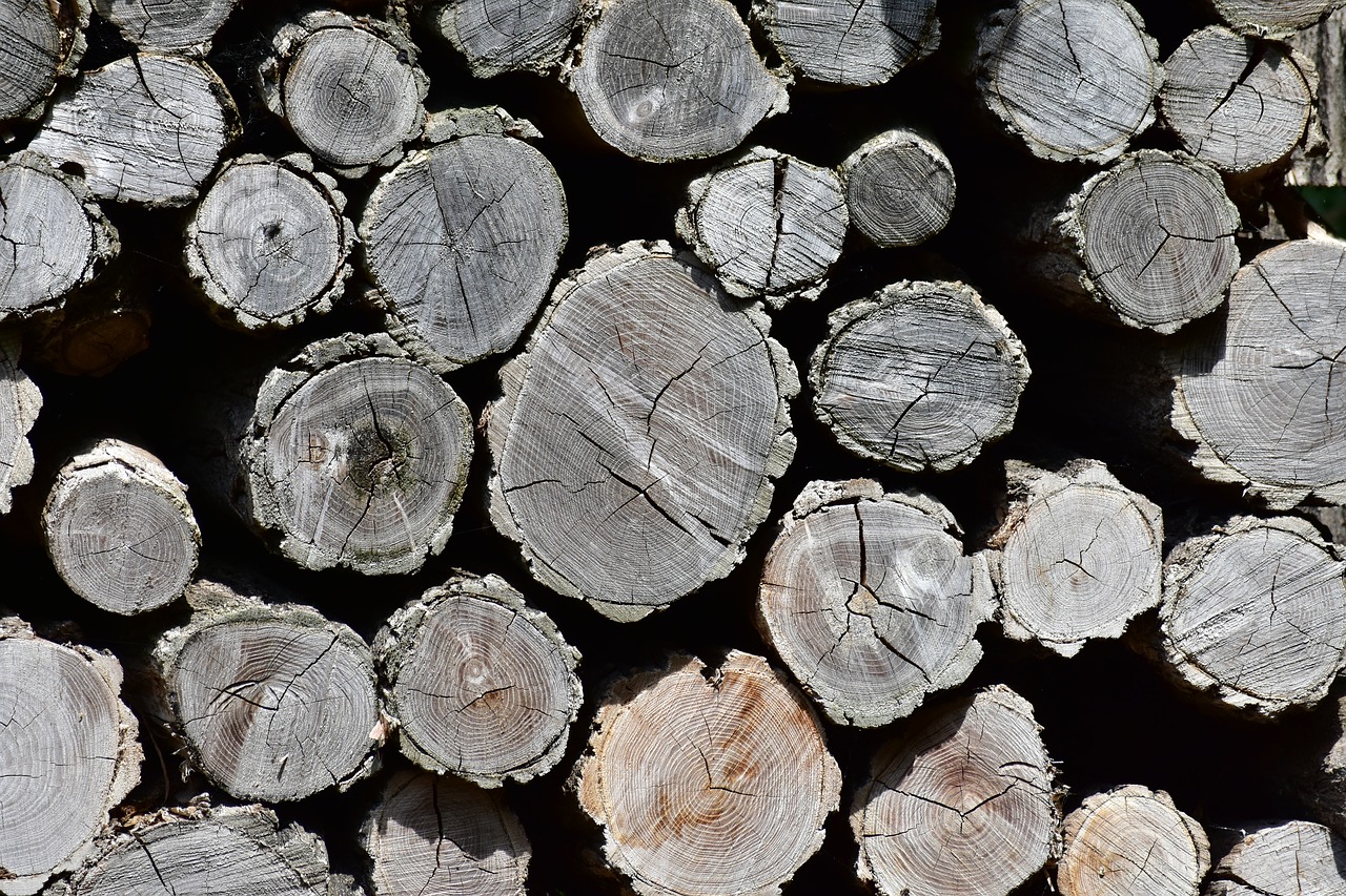 woodpile  forest  trunks free photo