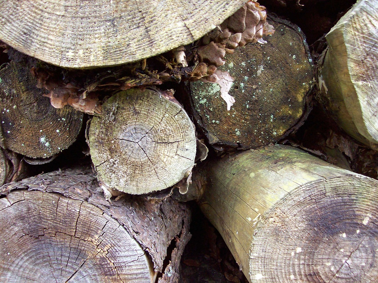 woodpile logs trees free photo