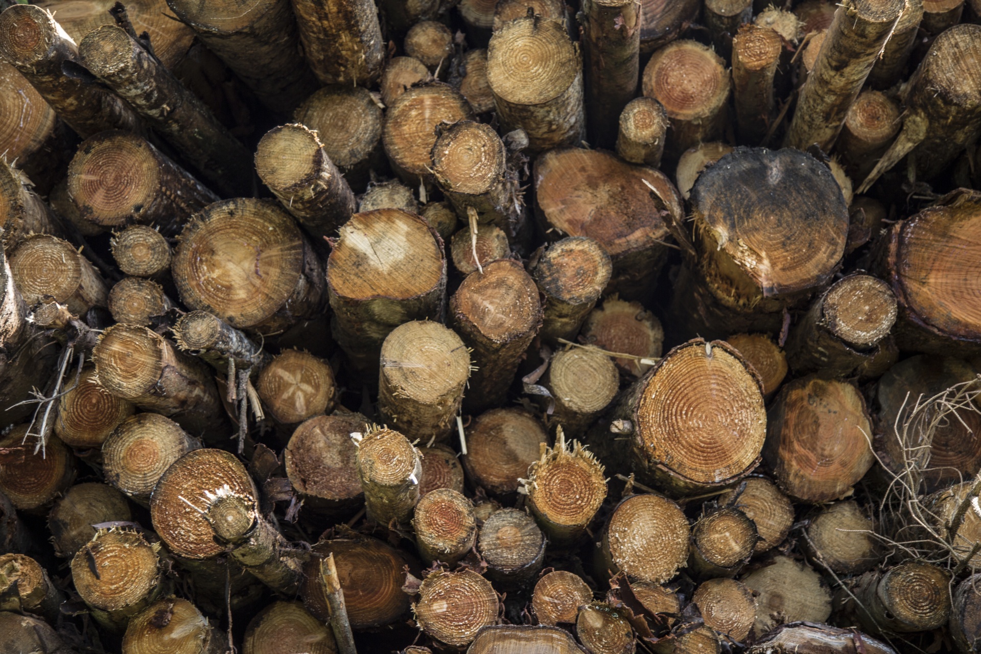 log woodland wood - material free photo