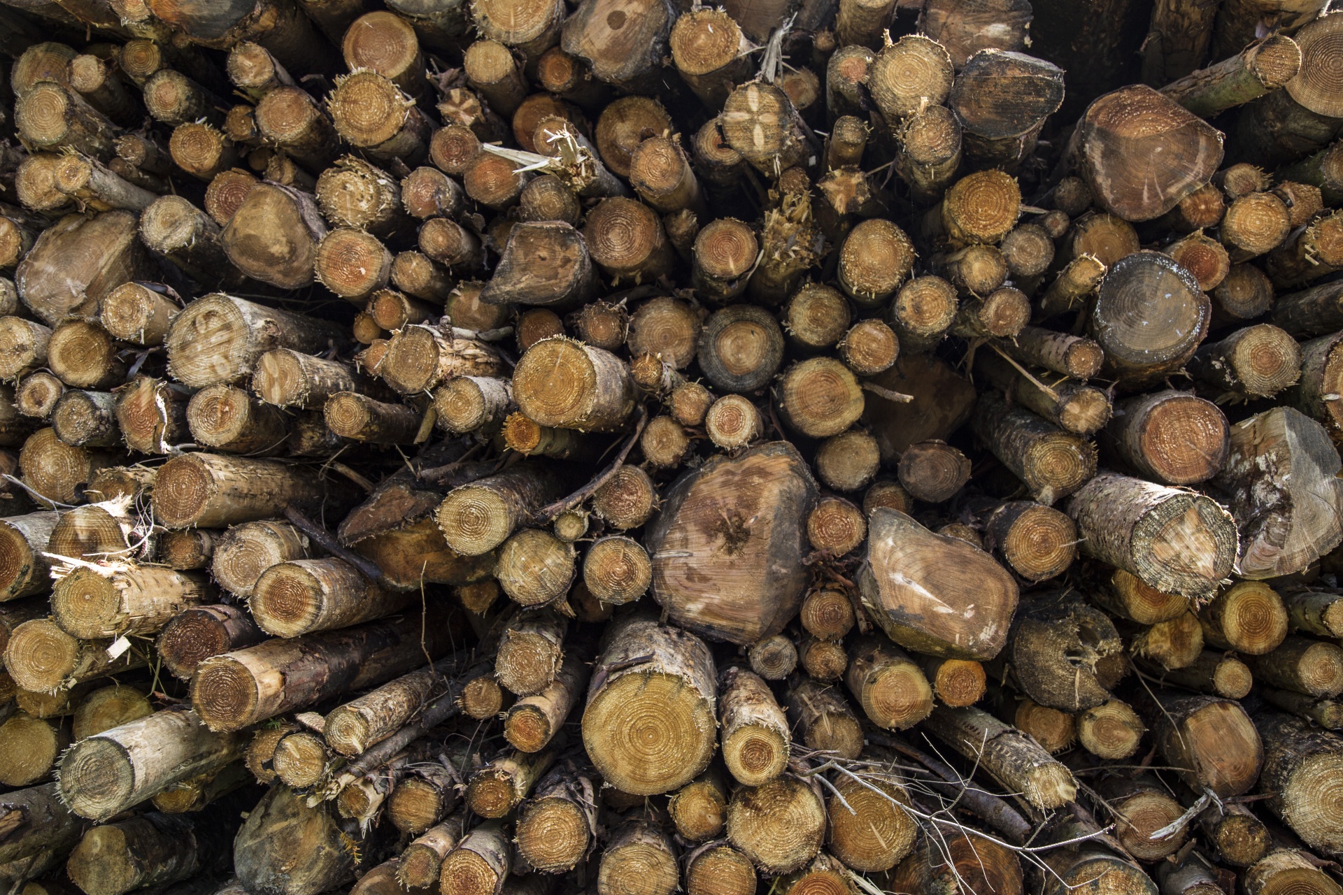 log woodland wood - material free photo