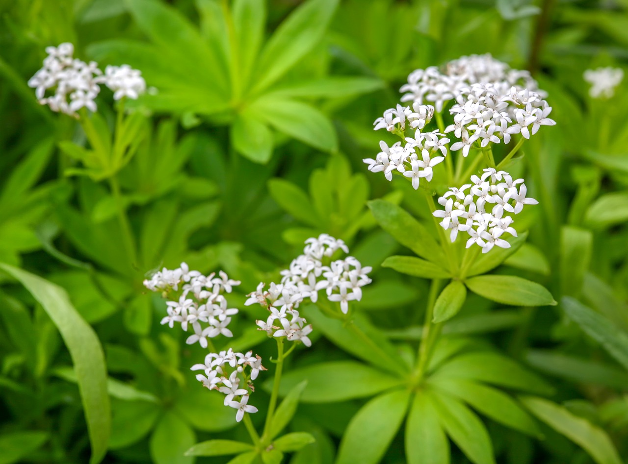 woodruff  galium odoratum  fragrant bedstraw free photo