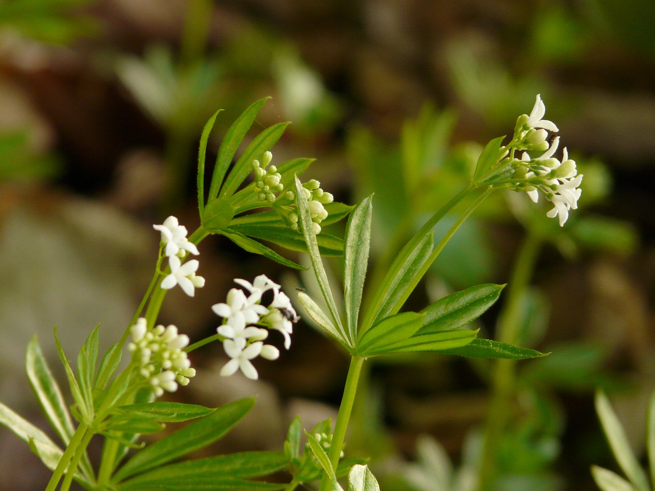 woodruff flowers white free photo