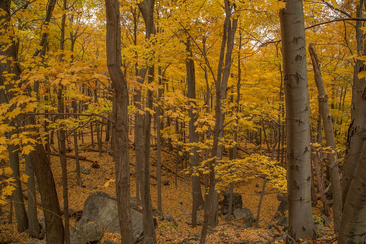 woods trees yellow free photo