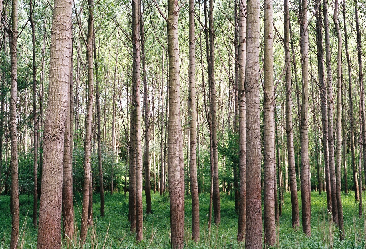 woods tree tall tree free photo