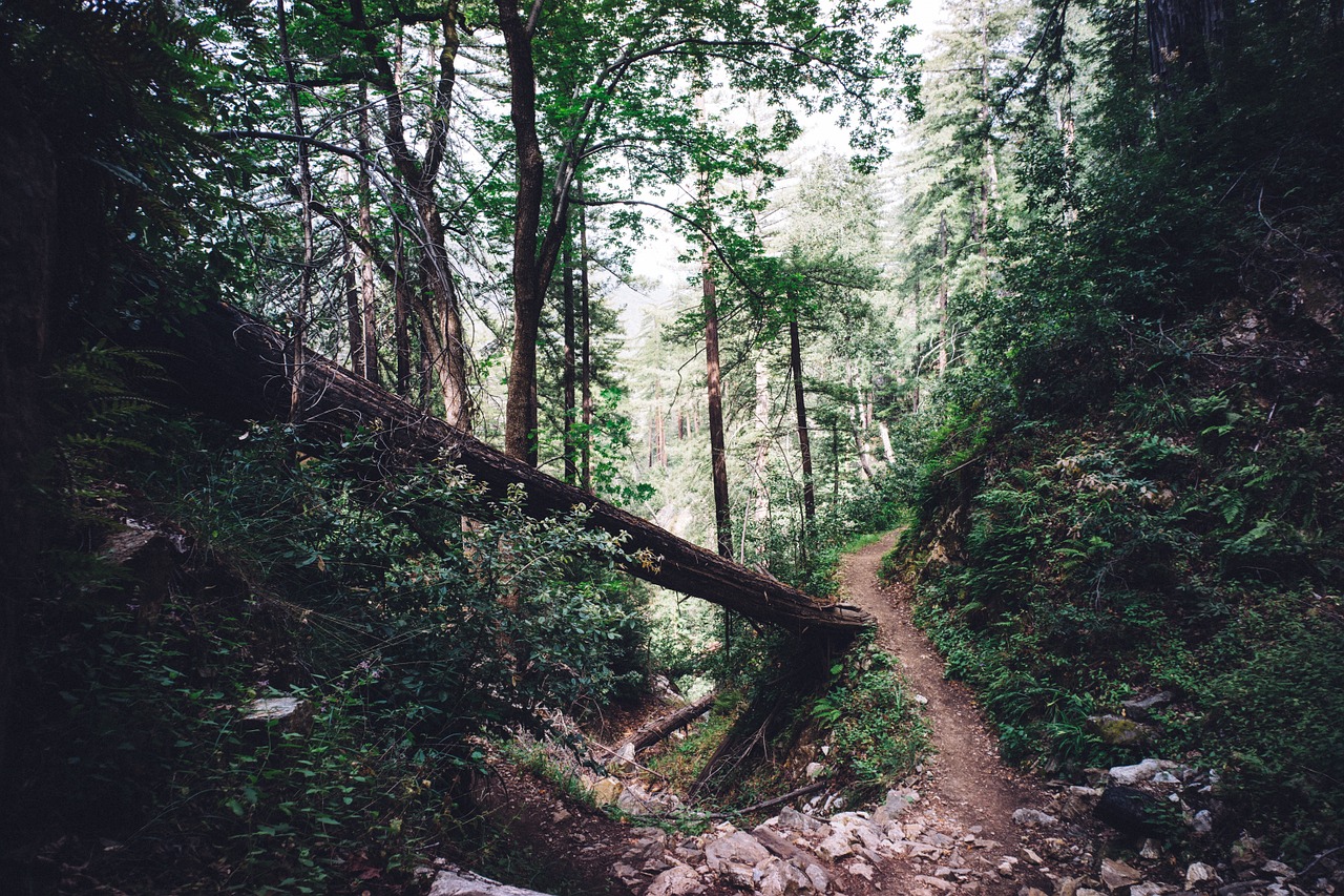 woods forest trees free photo