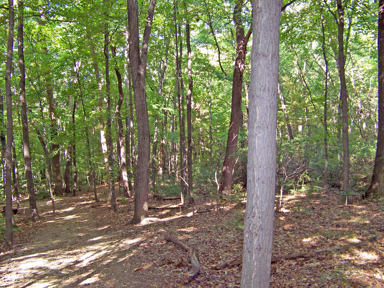 woods trees summer free photo