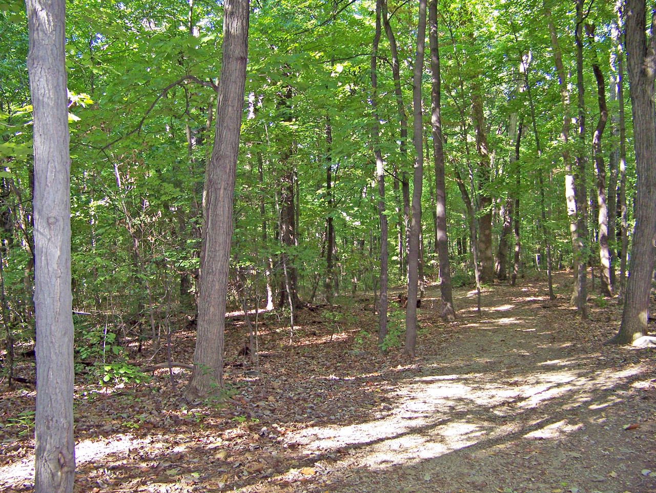 woods trees summer free photo