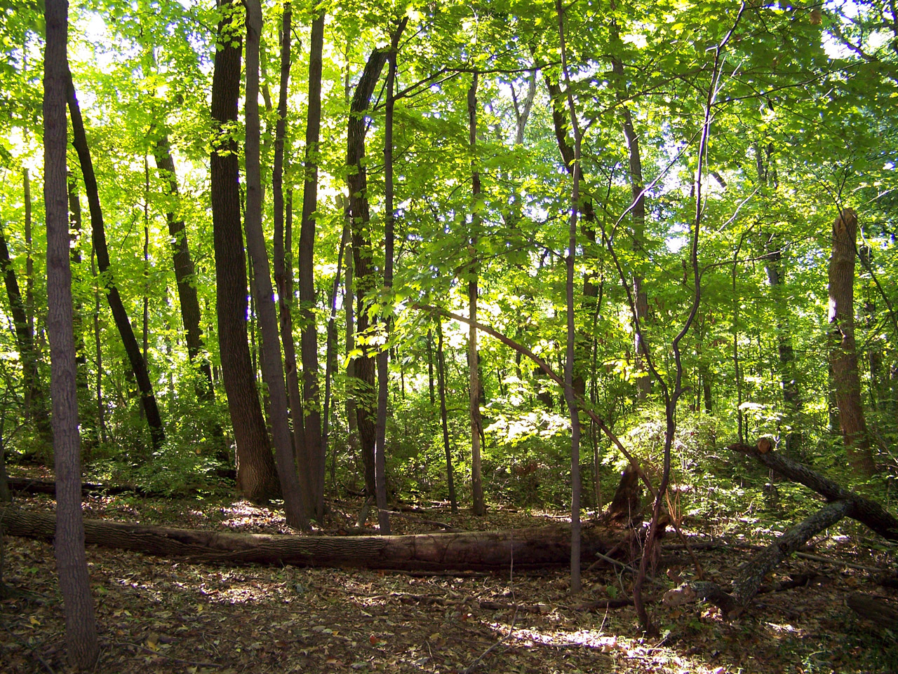 woods trees summer free photo