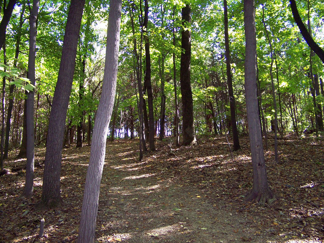 woods trees summer free photo