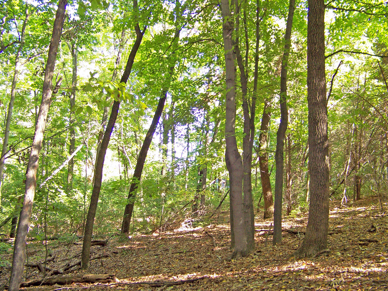 woods trees summer free photo