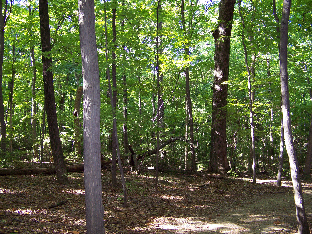 woods trees summer free photo