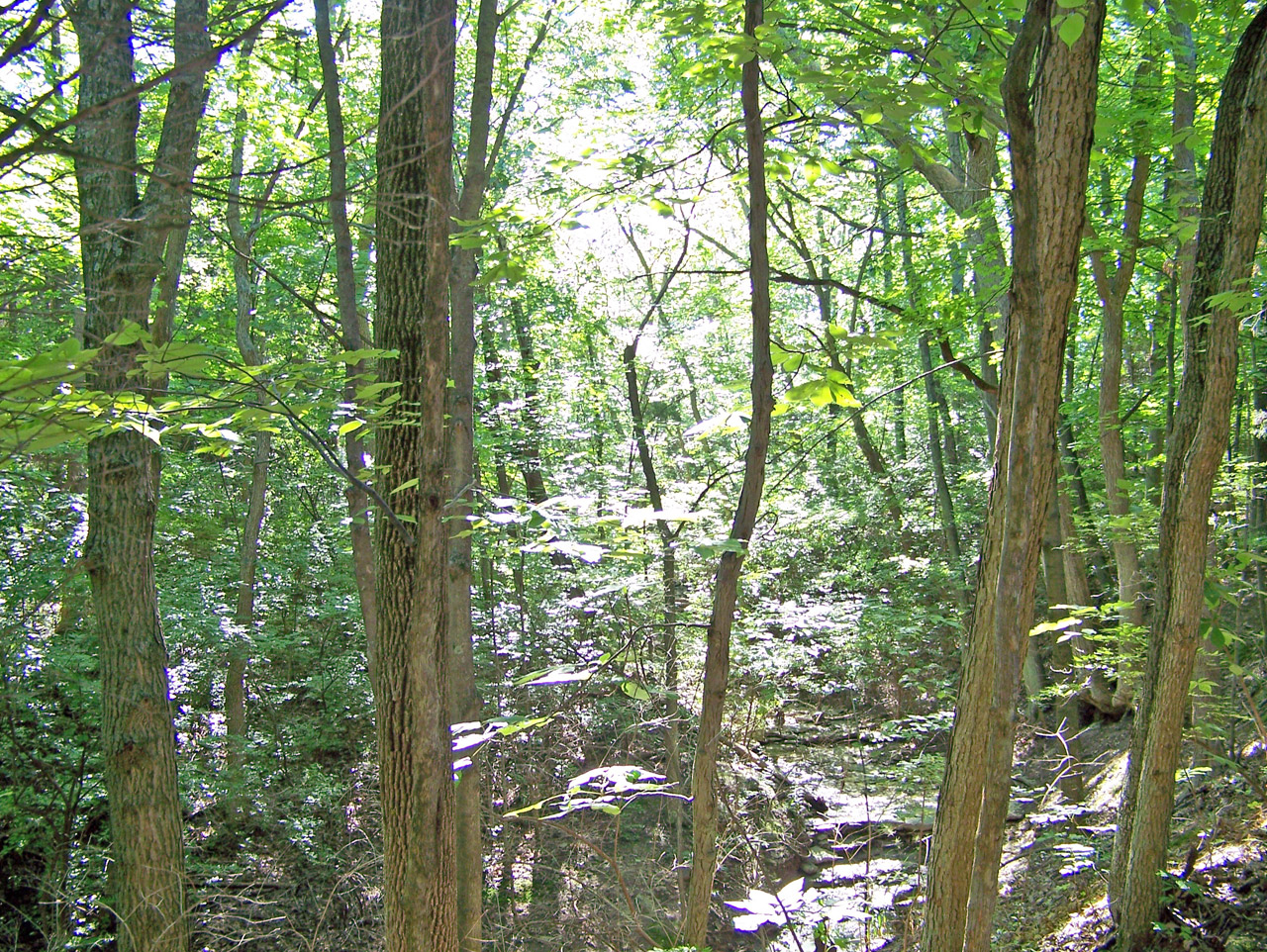 woods trees summer free photo