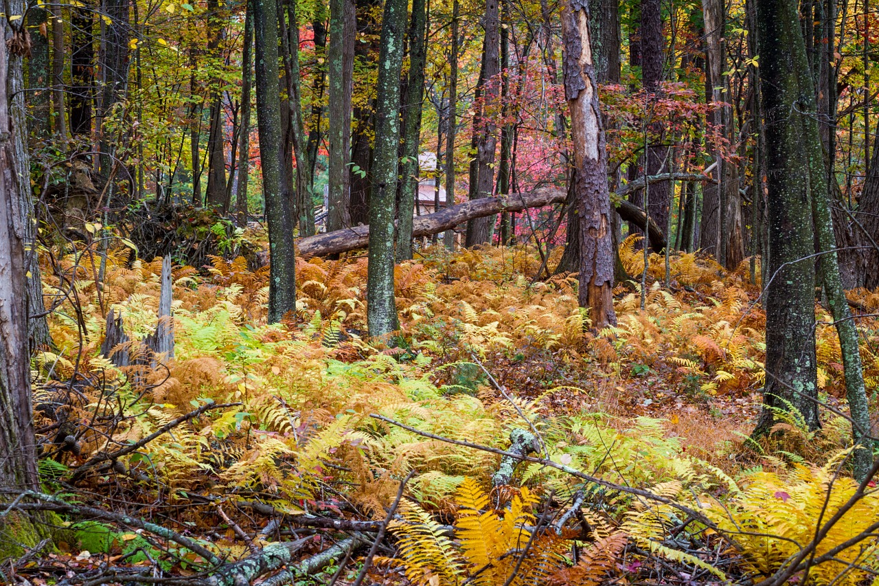 woods fall foliage autumn free photo