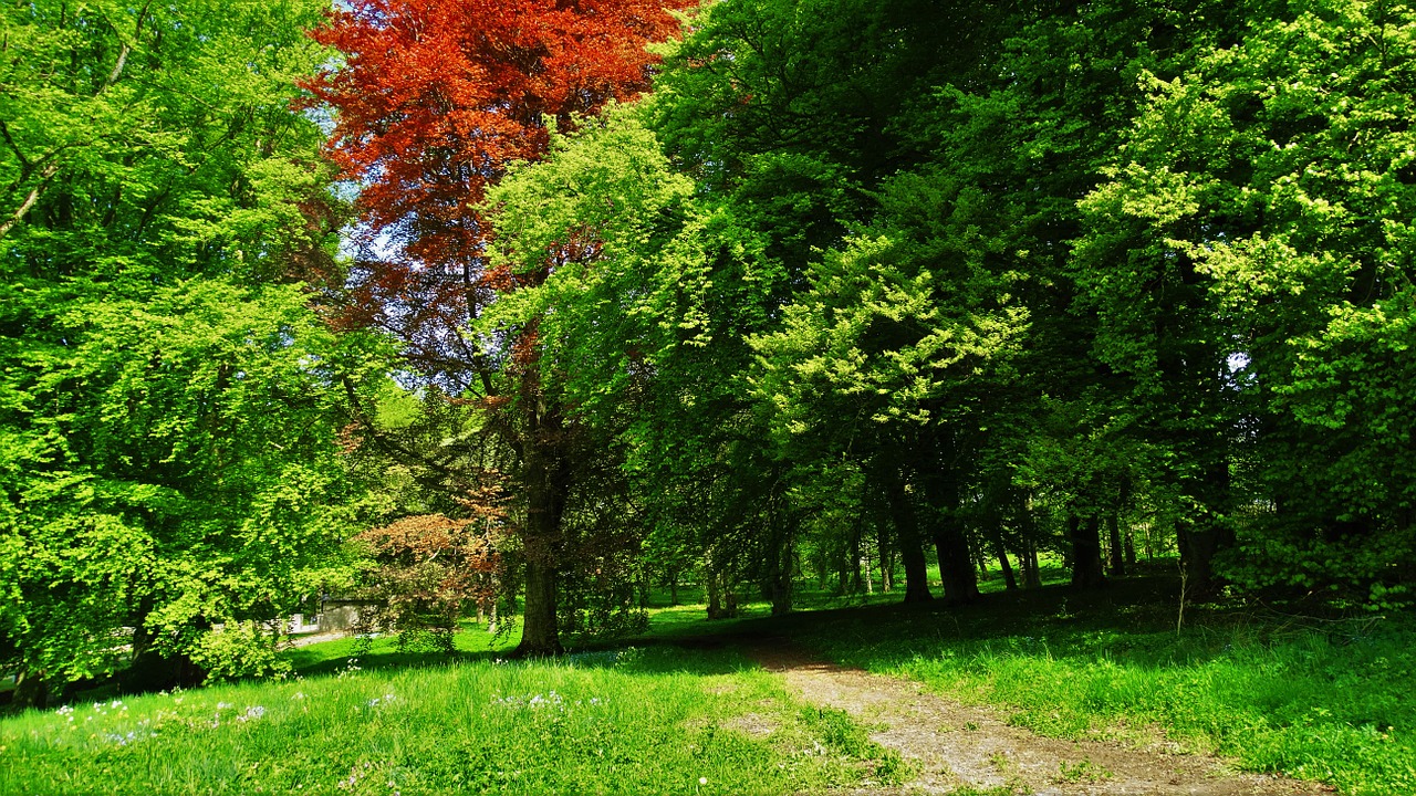 woods forest trees free photo