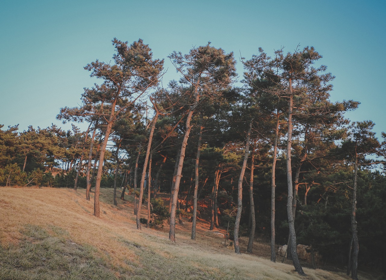 woods pine tree the wild free photo