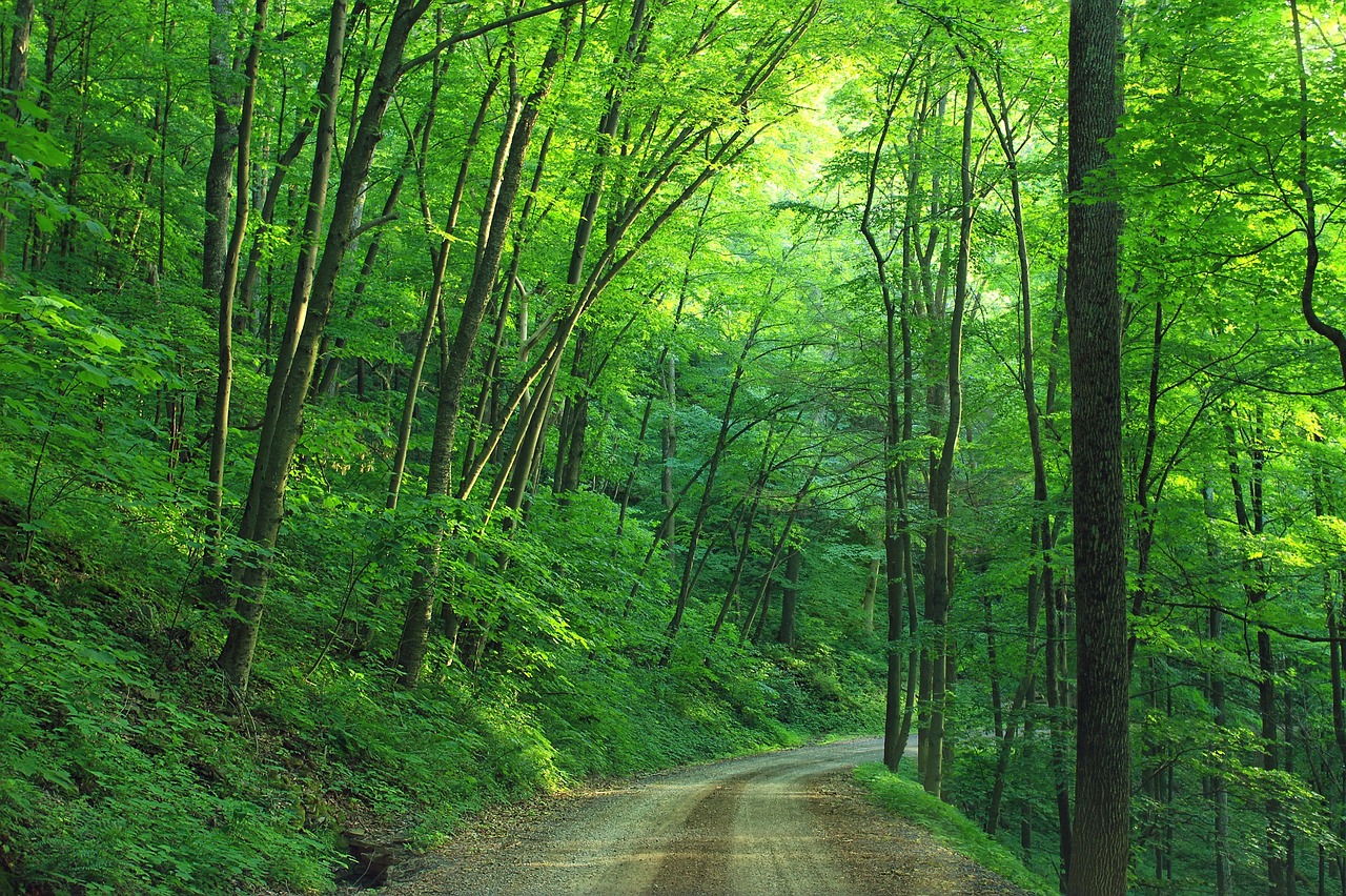 woods landscape road free photo